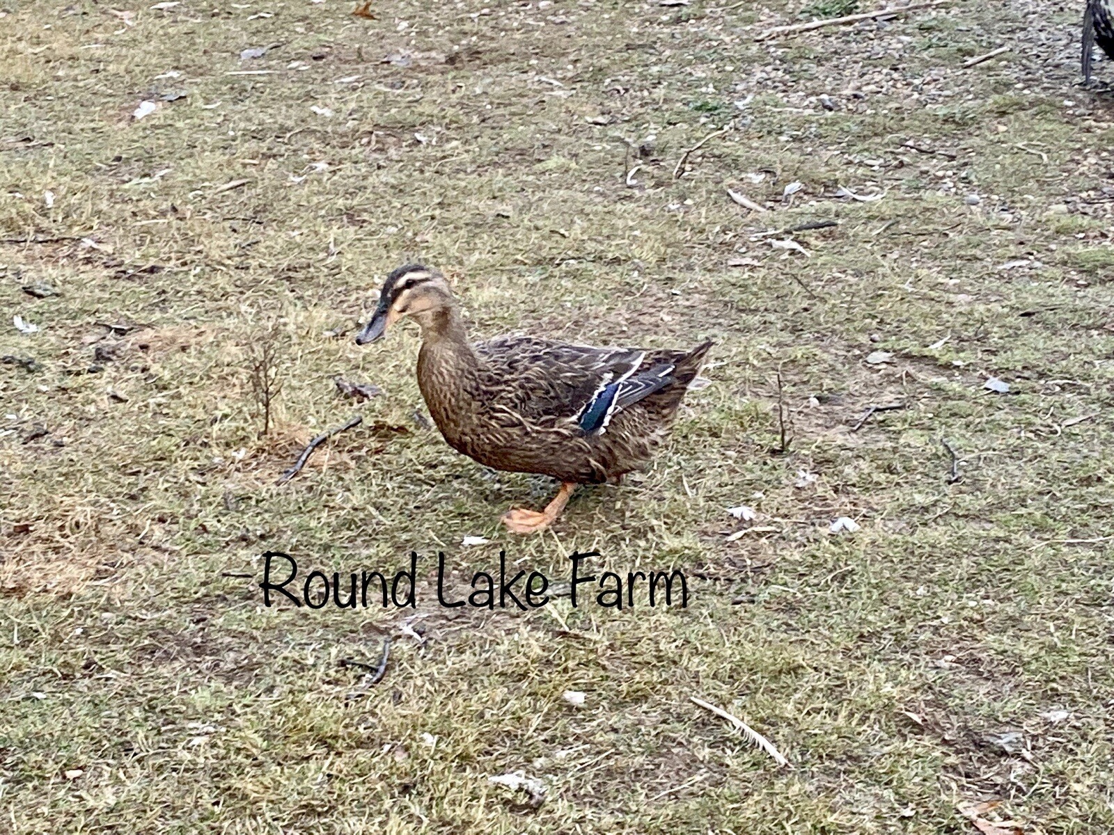 3+ Fertile Duck Hatching Eggs Barnyard Mix