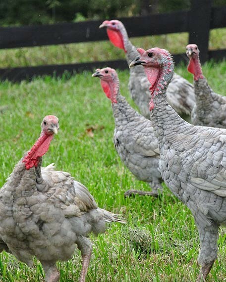 5 +1 Blue Slate Turkey Hatching Eggs-From Darling Farm