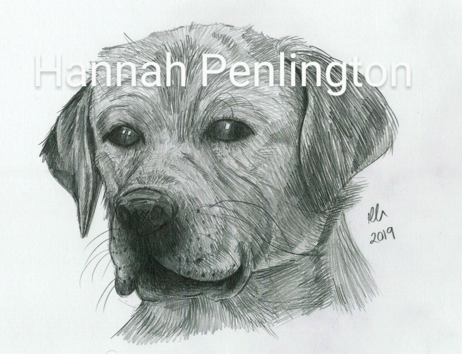 A4 Labrador Dog pet Portrait by Hannah Penlington, pencil drawing by artist,