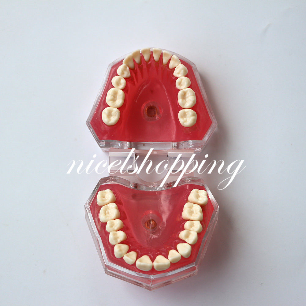 Dental Orthodontic Teeth Model 4004# with 28 Removeable Teeth Standard Plastic