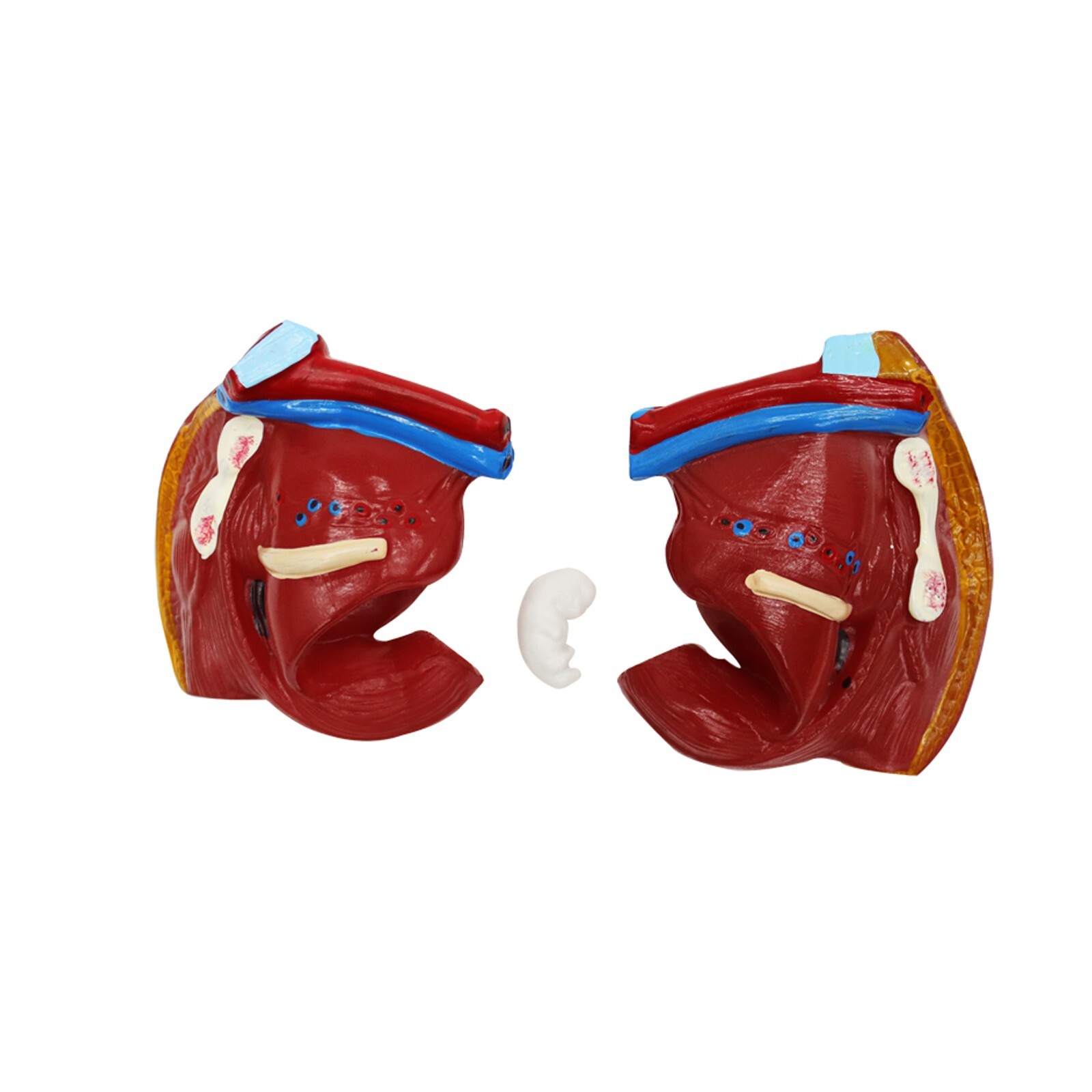 Human Torso Model Replaceable Detachable Female/Male Medical Teaching Model