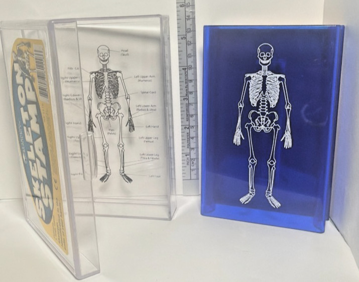 Learning Resources Skeleton Stamp Science Anatomy Classroom Homeschool