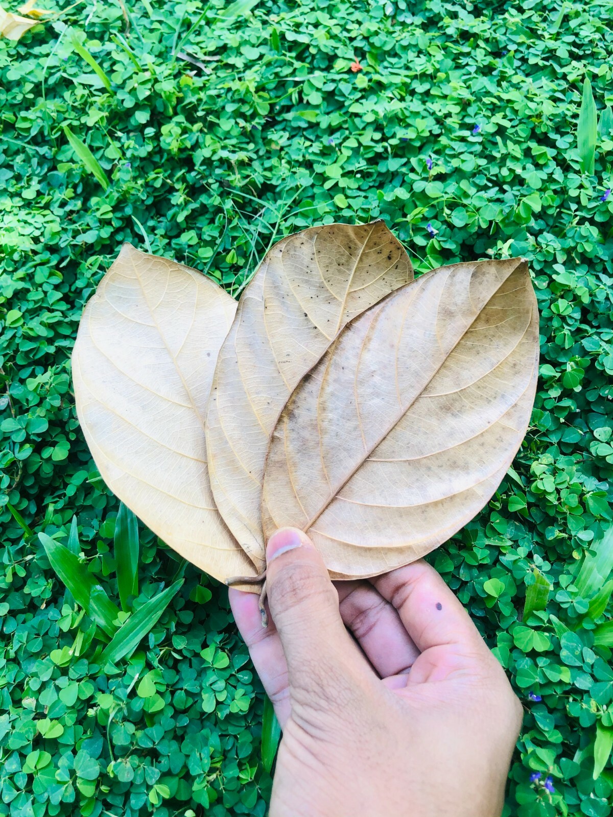 100 Pcs Dried Jackfruit Leaves Kataha BioFilm Organic Shrimp Aquarium Ceylon