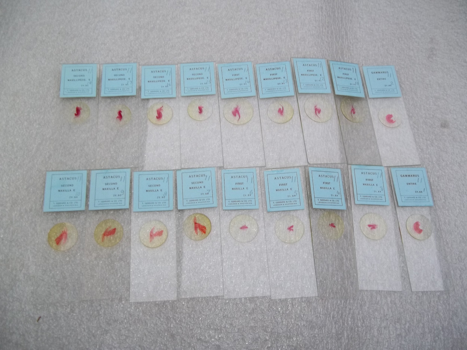 Vintage Glass Microscope Slides - 6 x Boxes