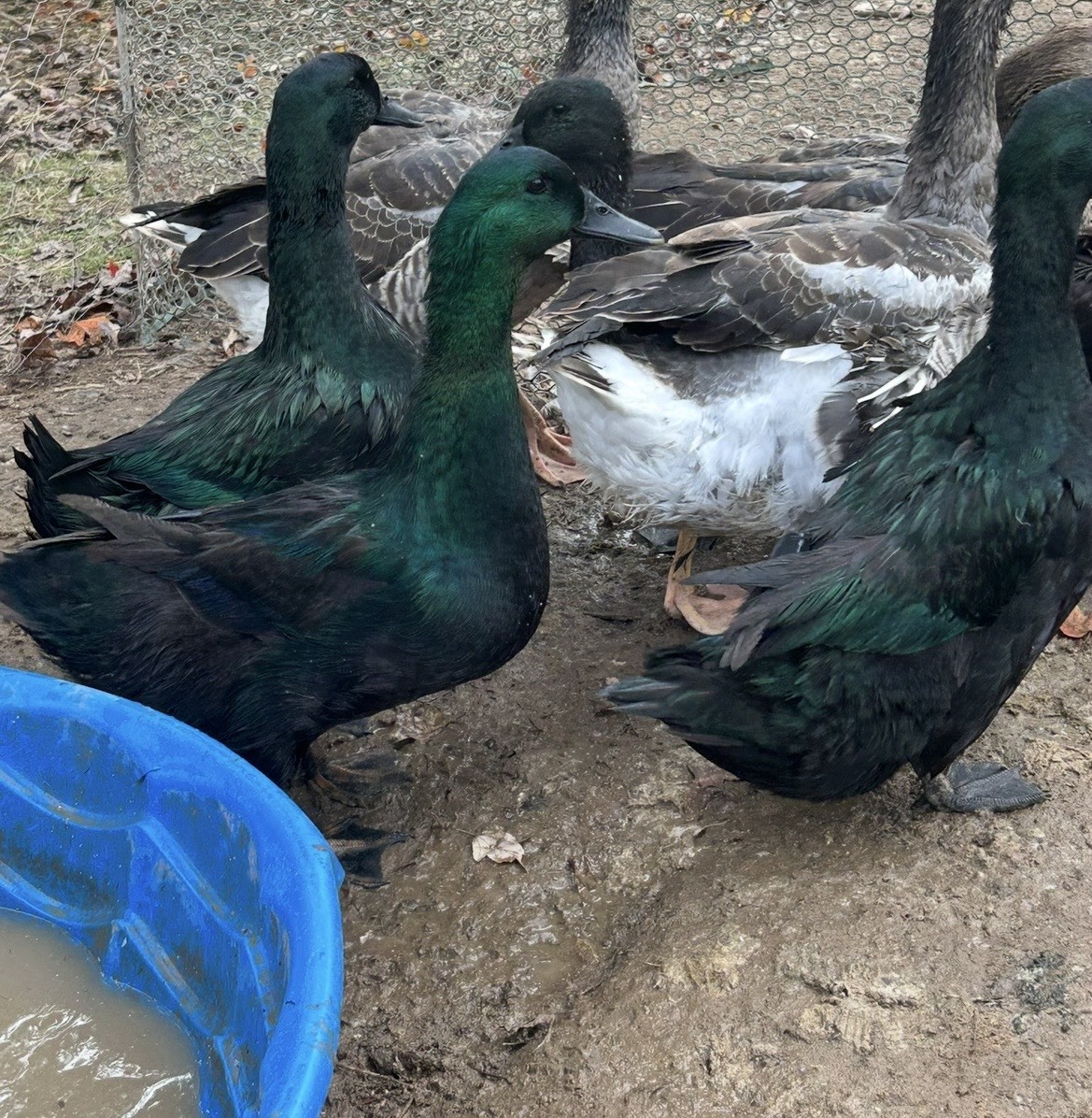 Fertile Cayuga Duck Hatching Eggs 12+ Pack