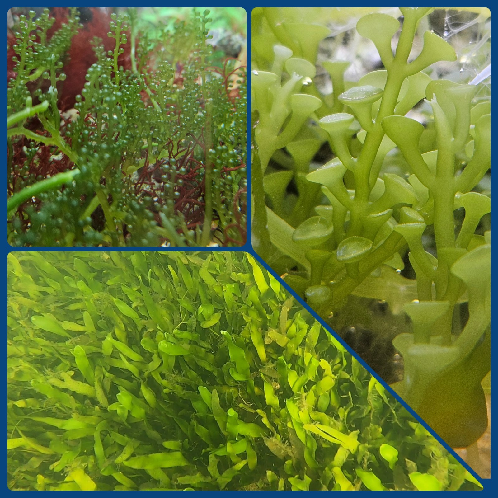 Live Macro Algae Caulerpa 3 Pack: 5-6 leaf Sea Grass, 1ft Trumpet, 2ft Grape