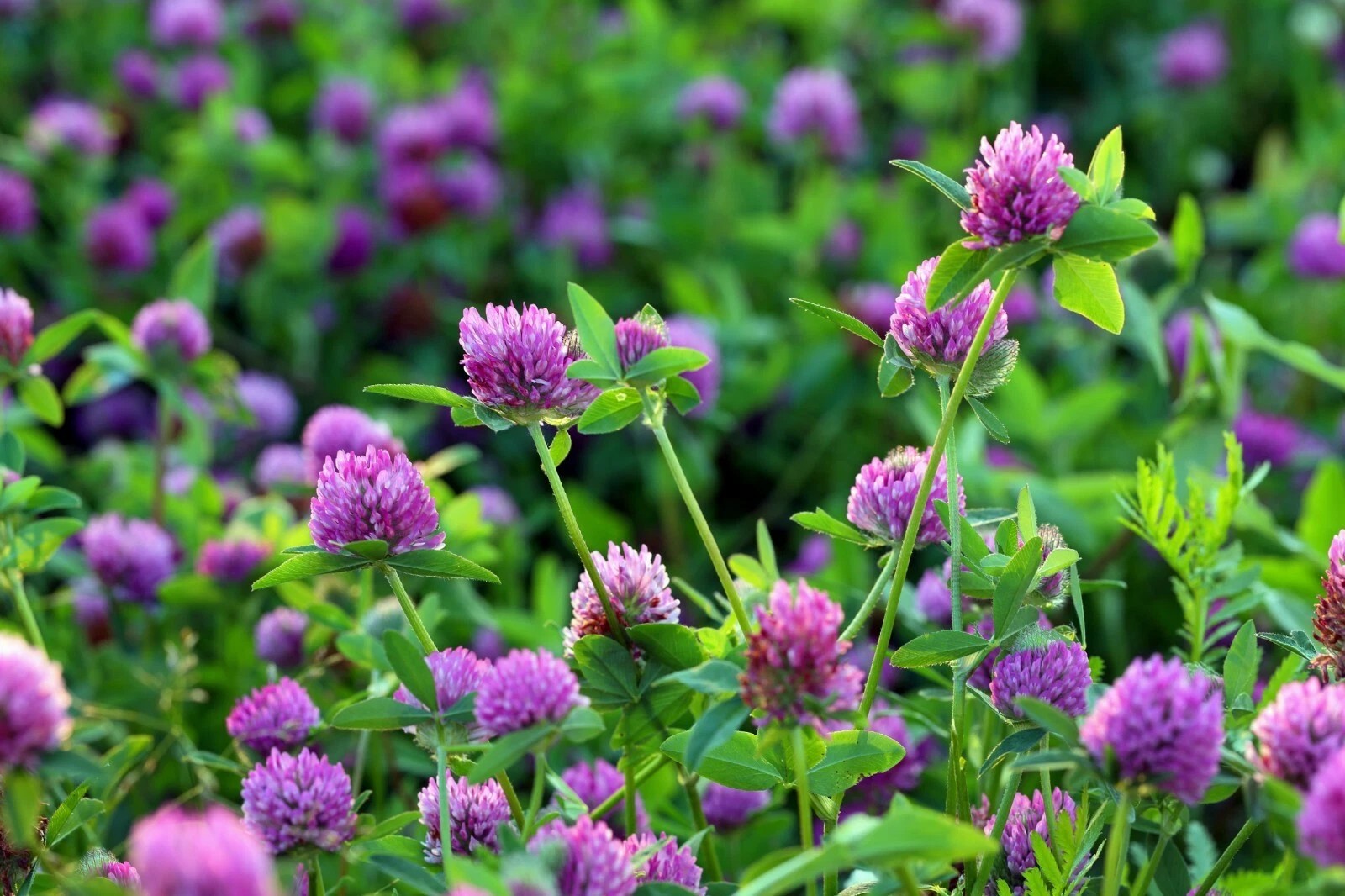 Medium Red Clover Coated Seed – Deer Food Plot Cover Crop Forage 50 lb