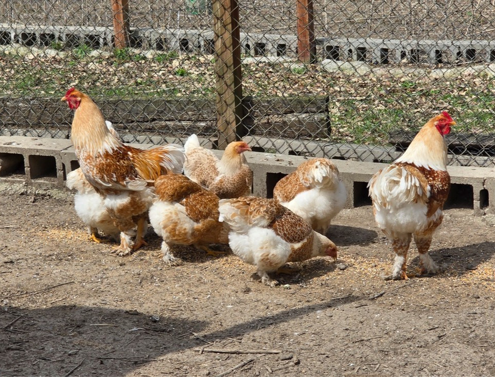 6 NPIP AI CLEAN BUFF LACED BRAHMA HATCHING EGGS ●GIANT SIZE!●