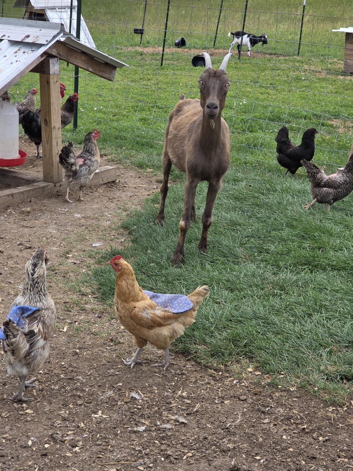 Standard Hen Chicken Saddle Denim Backed