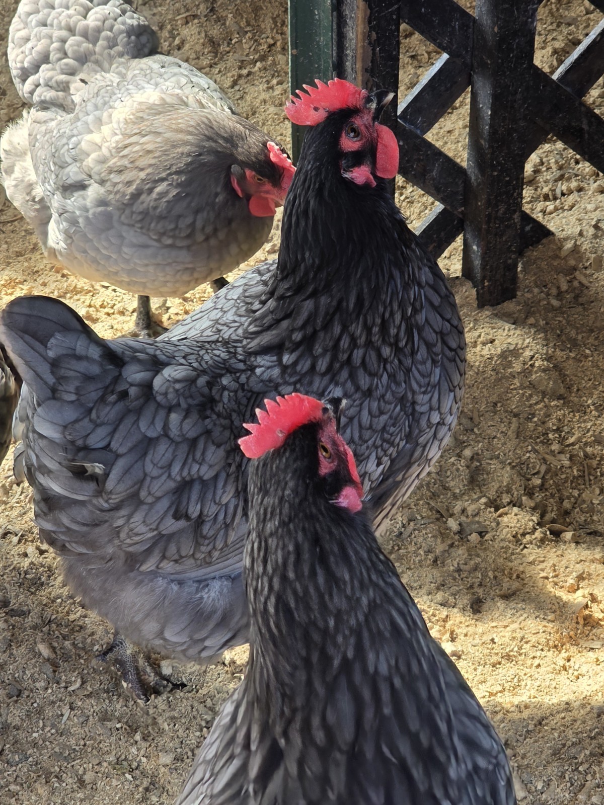 18+ Sapphire Gem (F2) Fertile Hatching Eggs, NPIP/AI Free