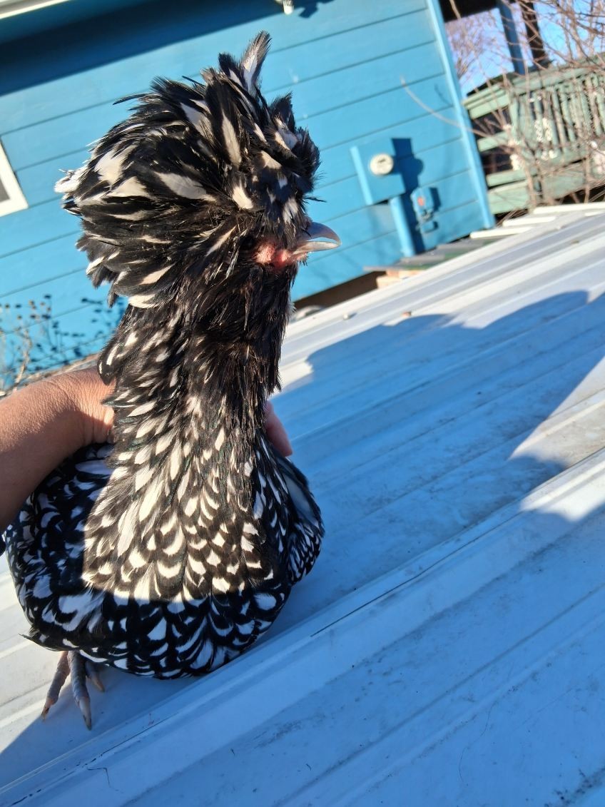 4 EA FERTILE CHICKEN PUREBRED POLISH HATCHING EGGS QUICK SHIP USPS PRIORITY MAIL