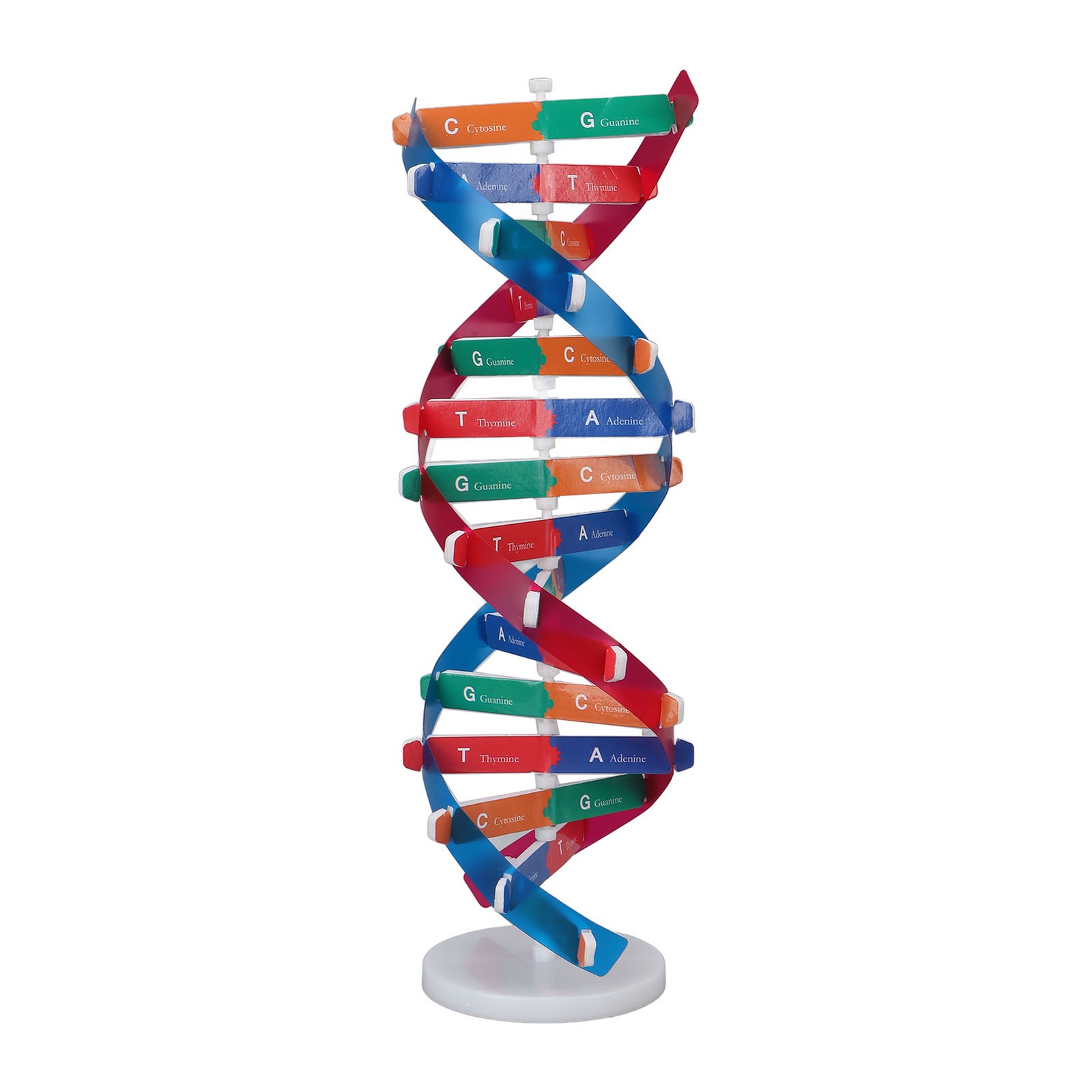 DIY Human DNA Model Colorful Educational Kit For Kids PVC Easy To Use