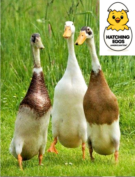 5 INDIAN RUNNER DUCKS FERTILE HATCHING EGGS FRESH SPEEDY PRIORITY USPS DELIVERY