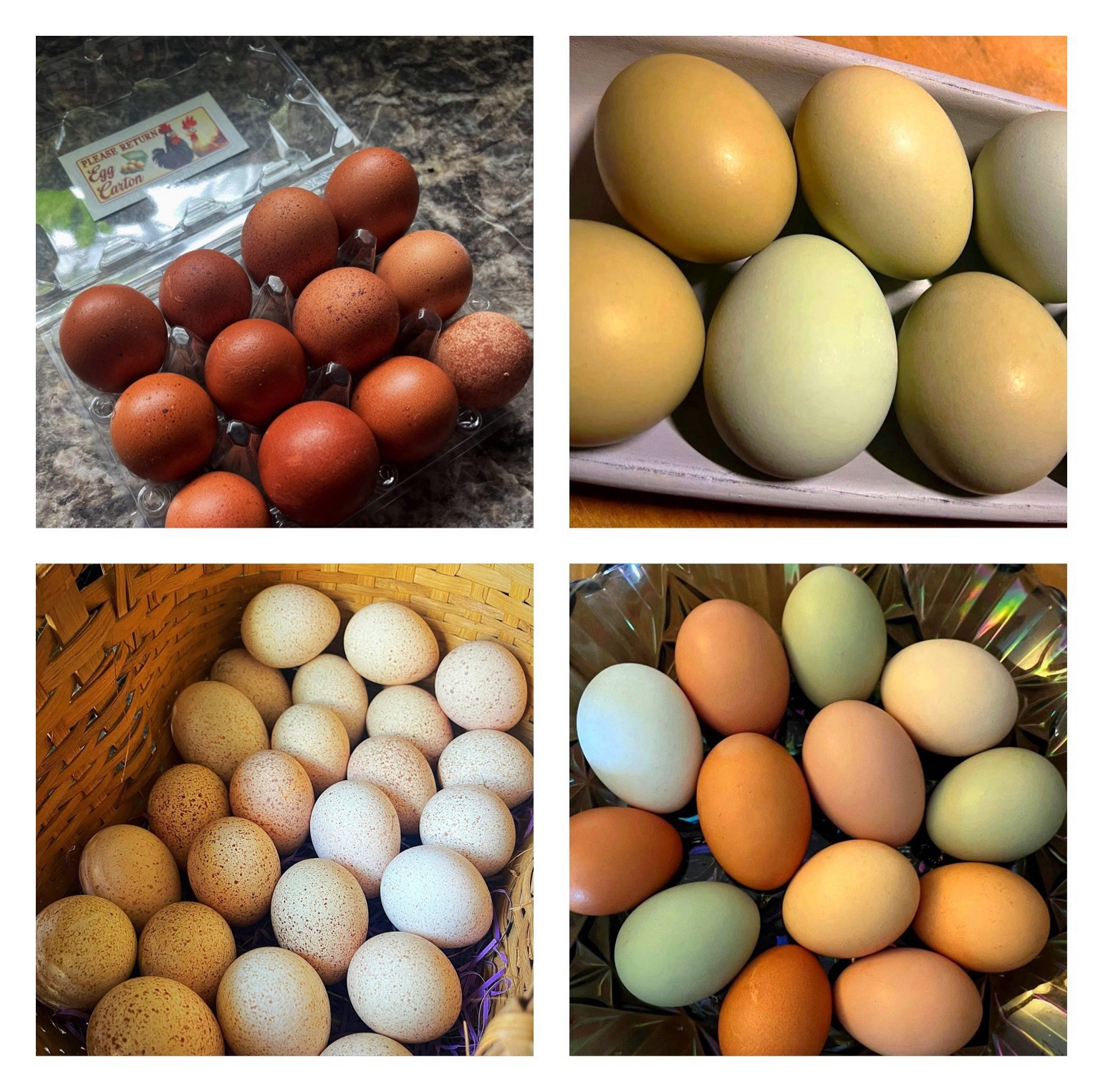 1doz.++ Assorted Species Fertile Hatching Eggs Turkey/chicken/duck