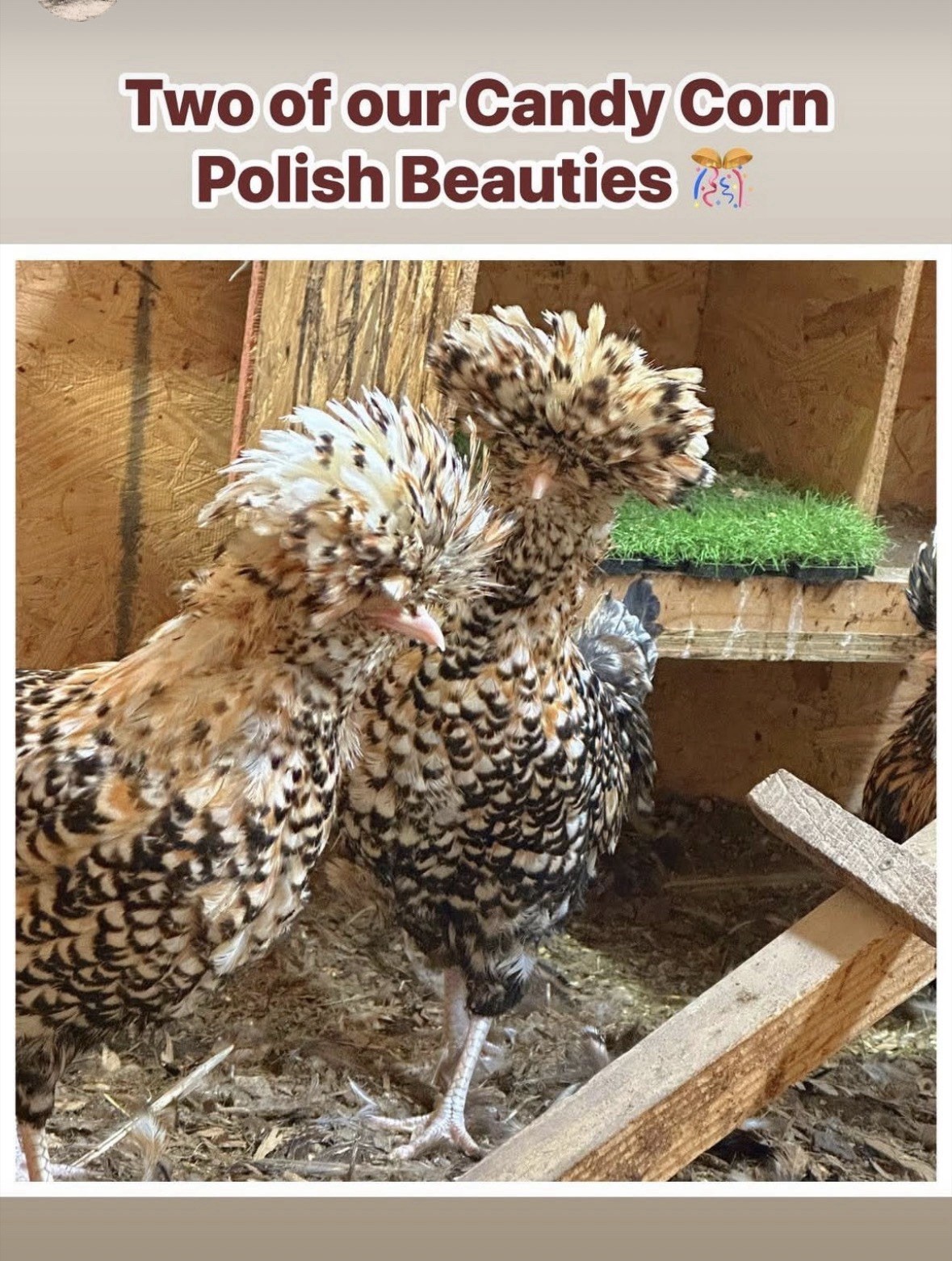3 Candy Corn Polish Chicken Hatching Eggs (NPIP Certified)