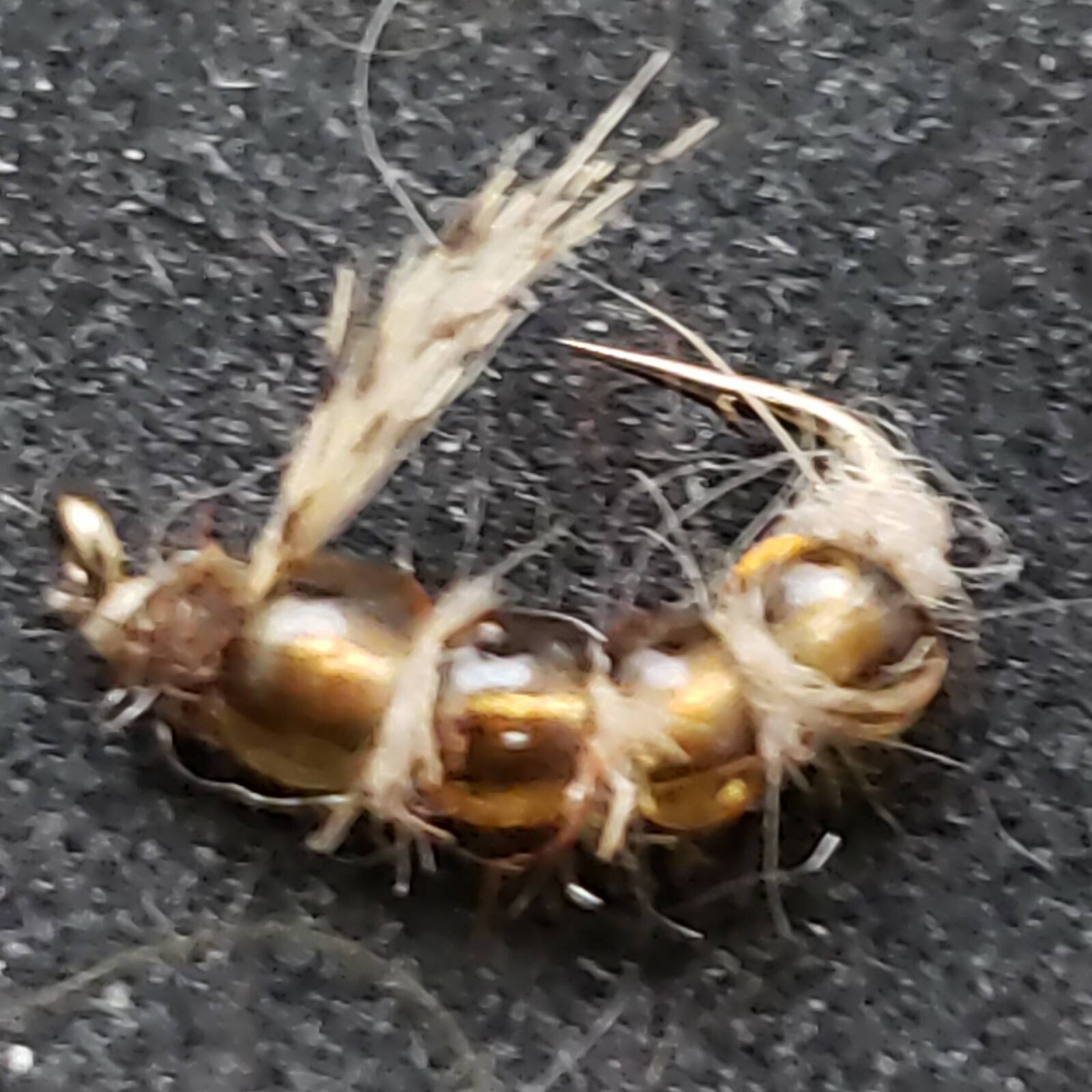 CADDIS LARVA GLASSY TAN SIZE 16 FLY FISHING FLIES NYMPH CUSTOM TIED