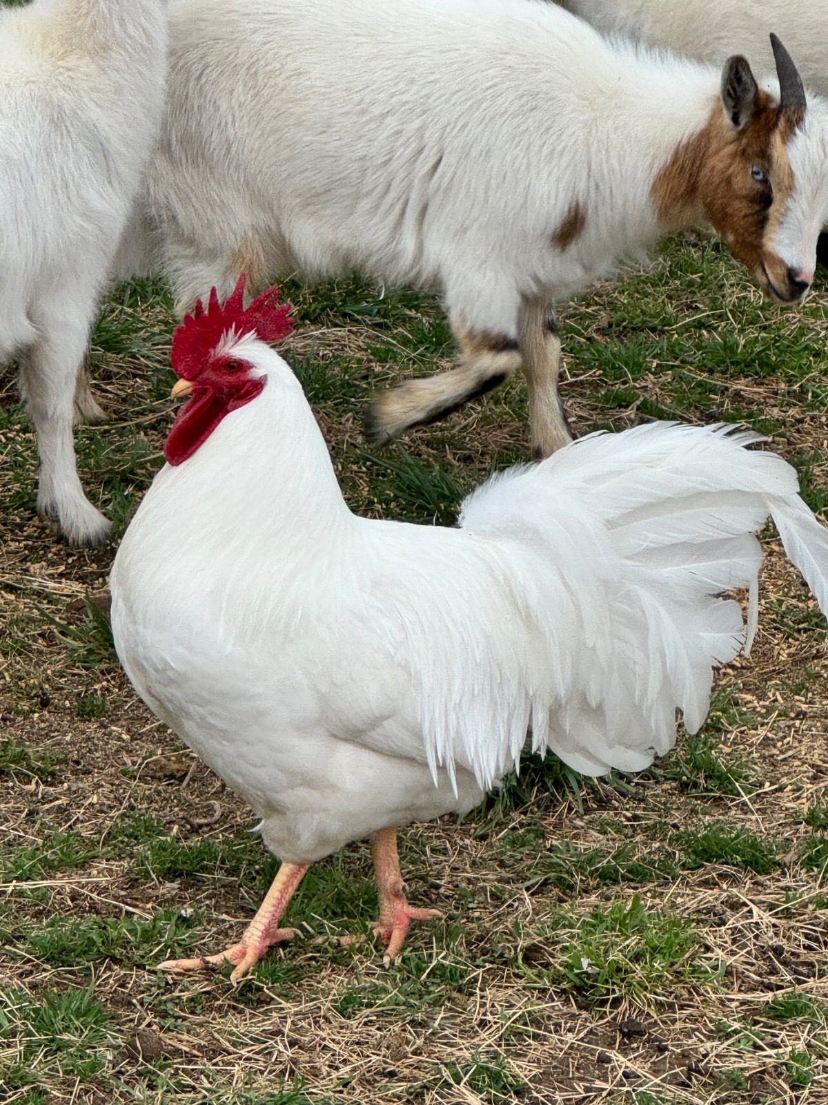 6+ Lamona Eggs Rare Heritage Breed Chicken Hatching Eggs