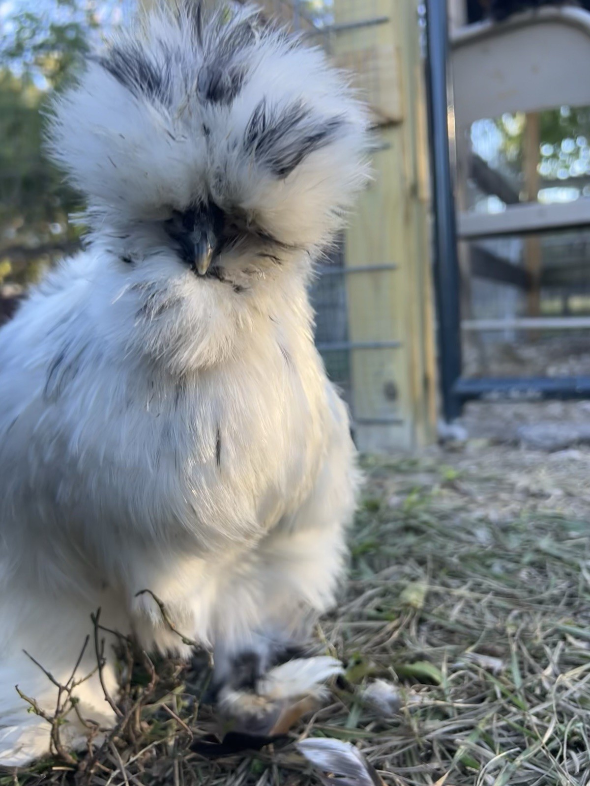 6+ Bearded Paint Silkie Hatching Eggs NPIP Certified Flock
