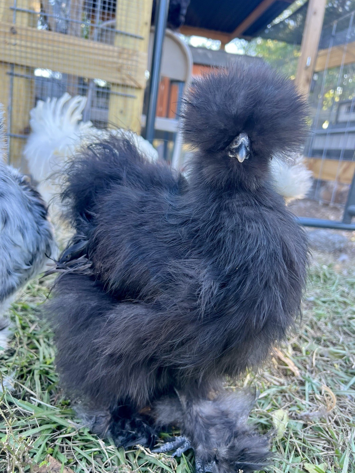 6+ Bearded Paint Silkie Hatching Eggs NPIP Certified Flock