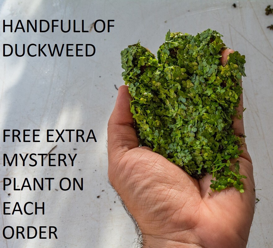 1 Handful o duckweed  live plants Organic no chemicals tank raised Turtle food