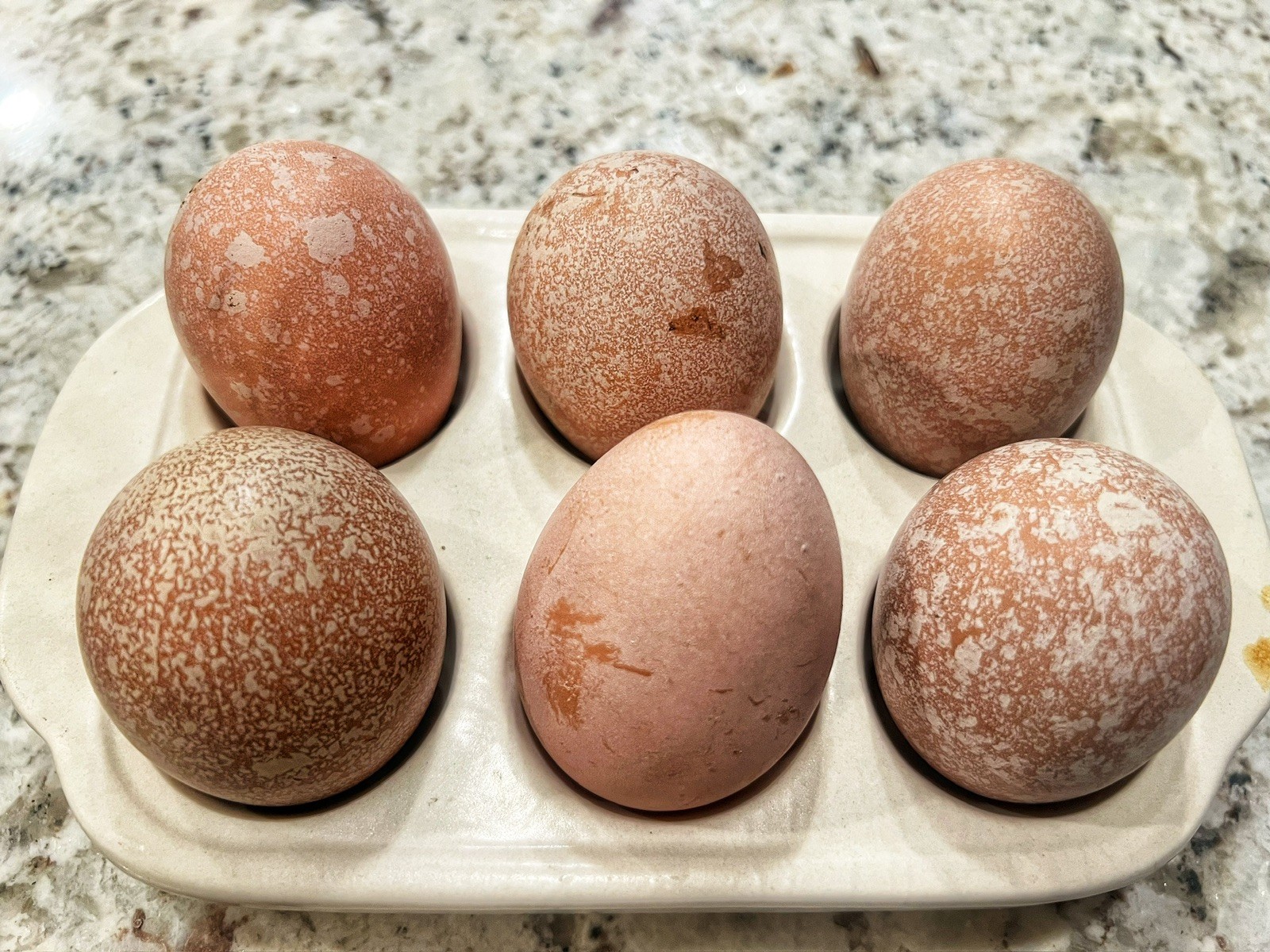 Speckled Galaxy Hatching EGGS Welsummers, Marans, Backcrossed Olive Eggers ✨🐣