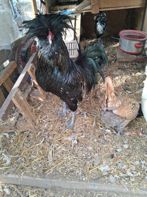 4 EA FERTILE CHICKEN PUREBRED POLISH HATCHING EGGS QUICK SHIP USPS PRIORITY MAIL