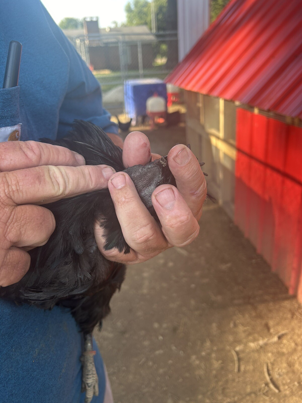 5+ Ayam Cemani Hatching Eggs Fast Shipping NPIP certified