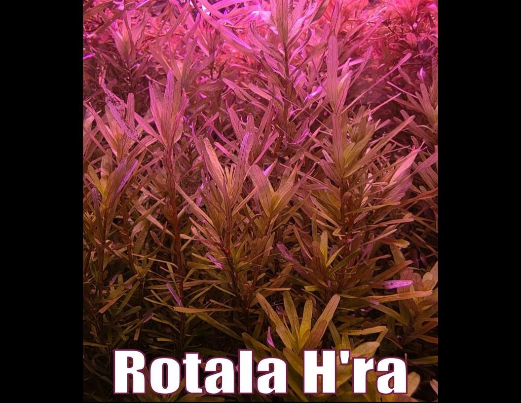 Orange Glow Plant Pack Live Aquatic Plants Freshwater Aquarium Plants Healthy