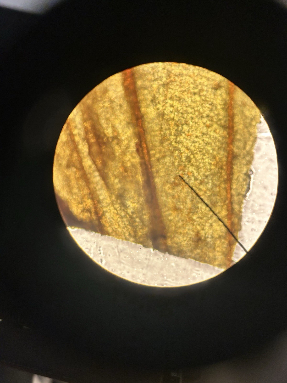 Nikon YS2-T Alphaphot 2 Microscope With Objectives E4 0.10/ E10 0.25/ E40 0.65