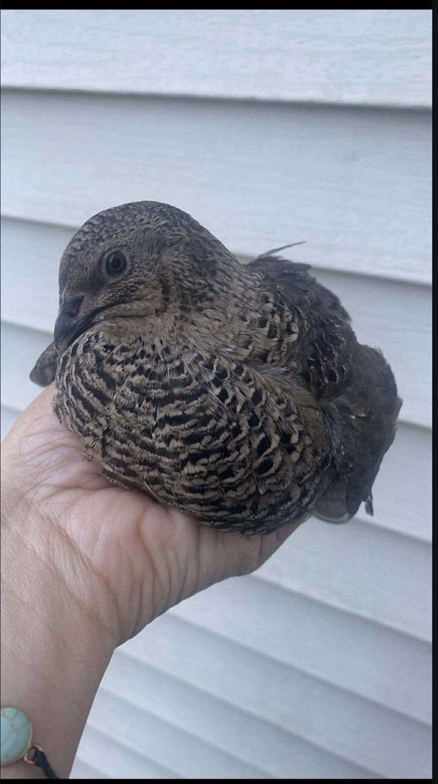 Coturnix Quail Hatching Eggs – Assorted Colors and Patterns
