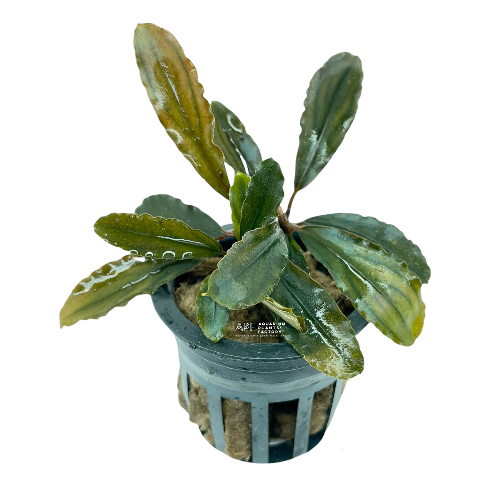 Bucephalandra Alamanda Dark | Buce Aquarium Plants Factory®