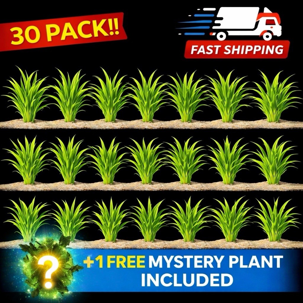 30 Vallisneria Jungle Val Bunch (BUY2GET1FREE) - Live Beginner Aquarium Plants