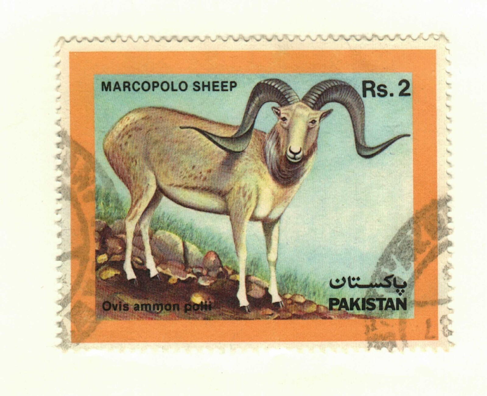 Pakistan #674 used Marcopolo Sheep