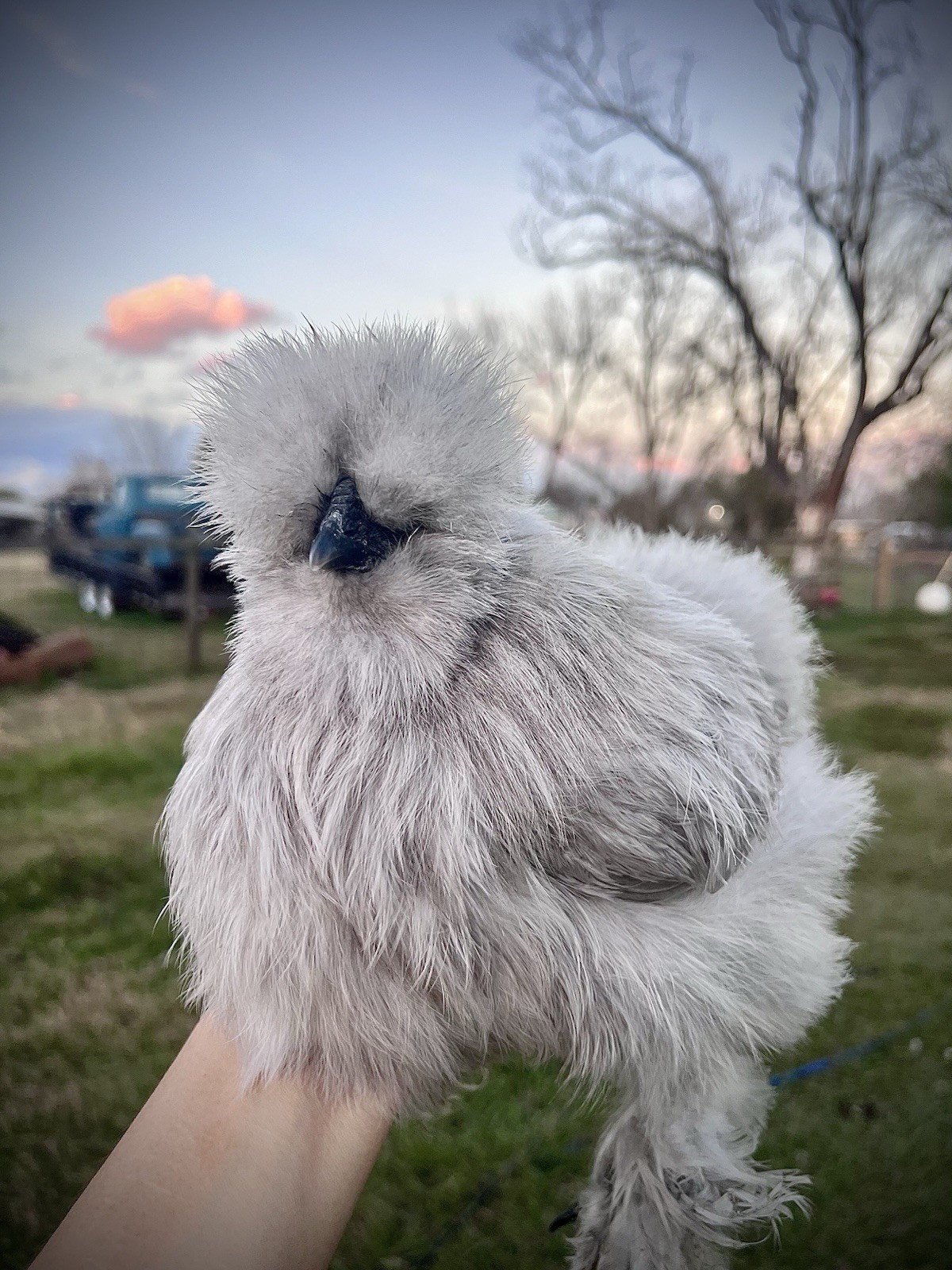 12 RARE Hens Choice Hatching Eggs NPIP