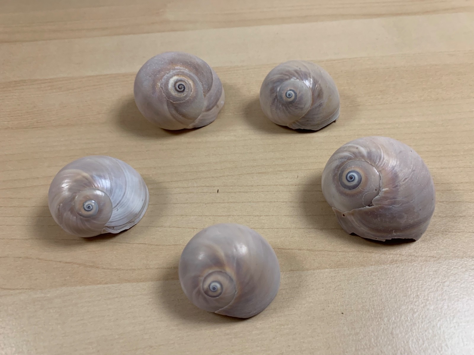 Hermit Crab Shells Lot of 5 Shark Eye Shells