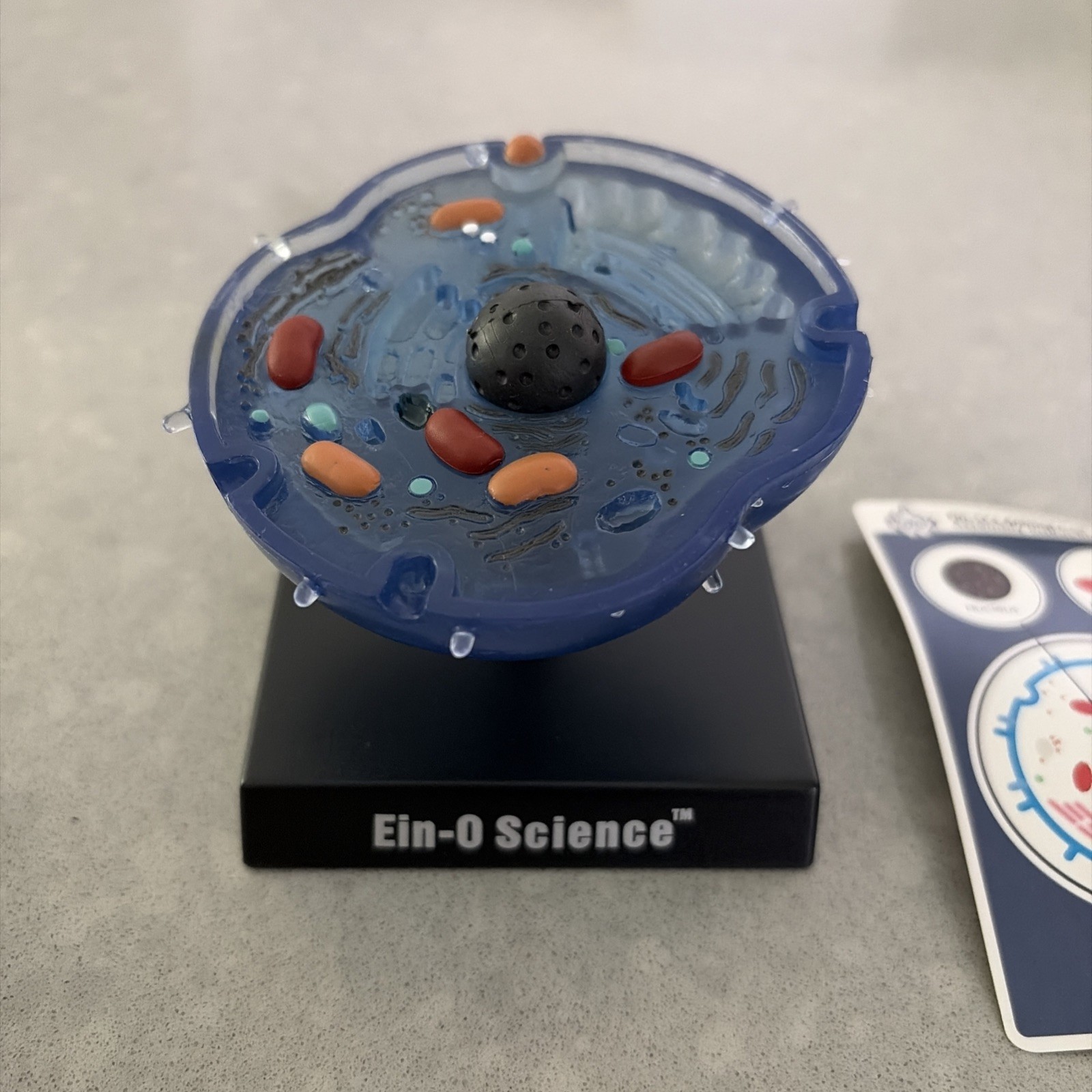 Ein-O Science BioSigns Animal Cell