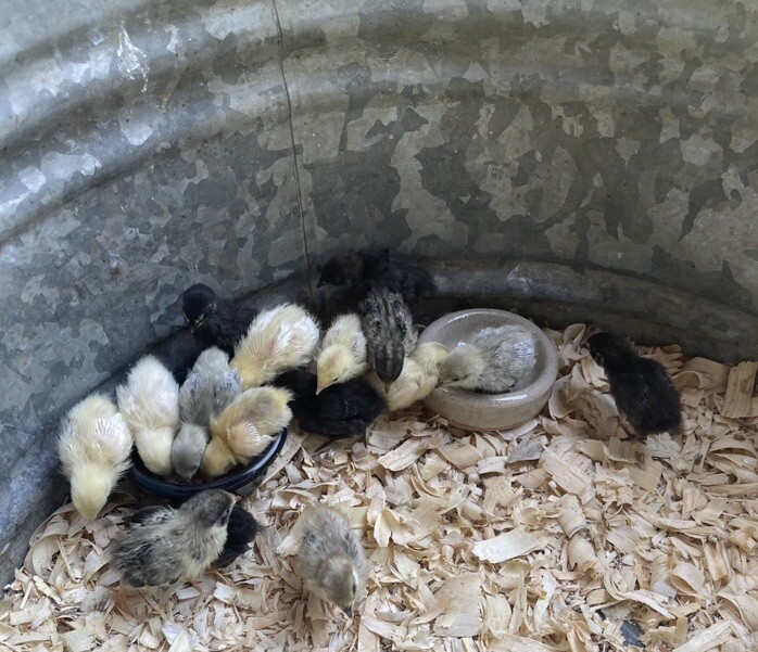 12 Exotic Rare Button Quail Hatching Eggs Colors