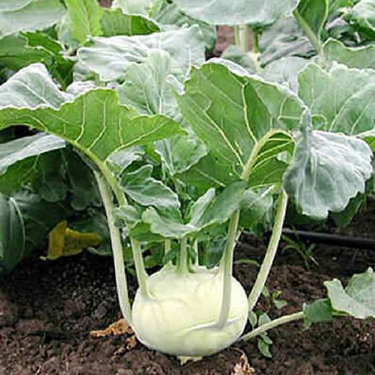 1000 White Vienna Kohlrabi Seeds Non-GMO Heirloom  Free Shipping