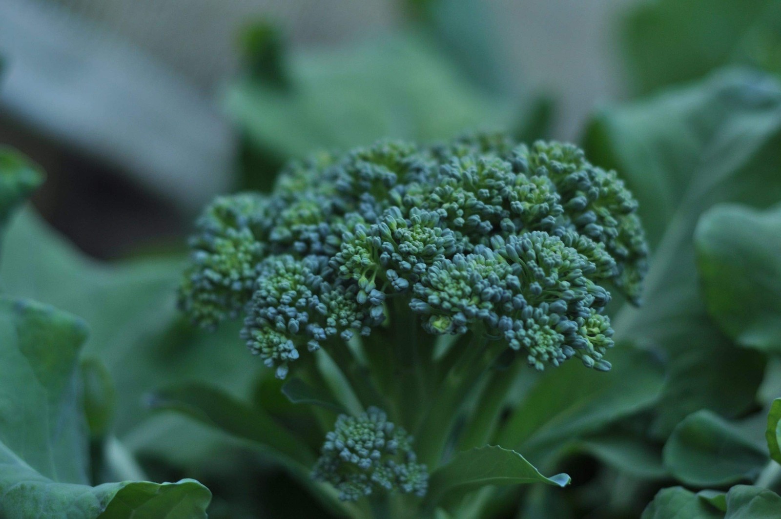 Di Ciccio Broccoli Seeds - Non-GMO, Sweet Flavor, Continuous Harvest - 25 Pack