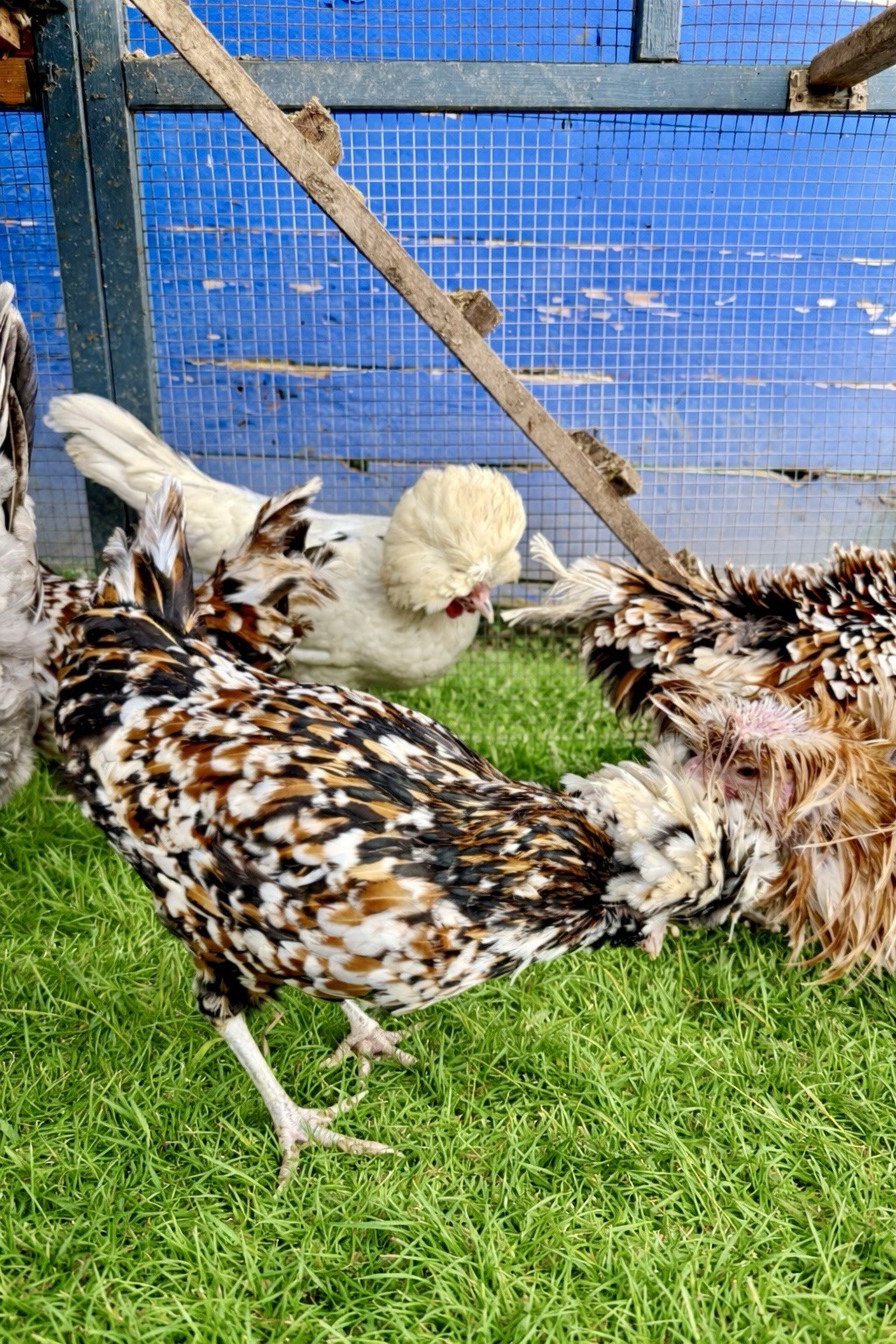 15+ Fertile Chicken Hatching Eggs