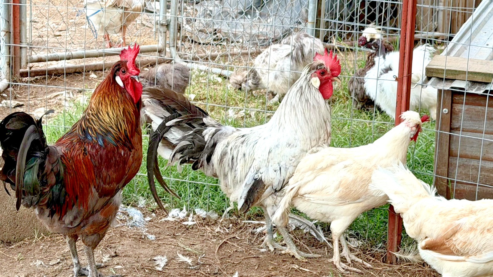 5+ Icelandic Hatching Fertile Hatching Eggs!