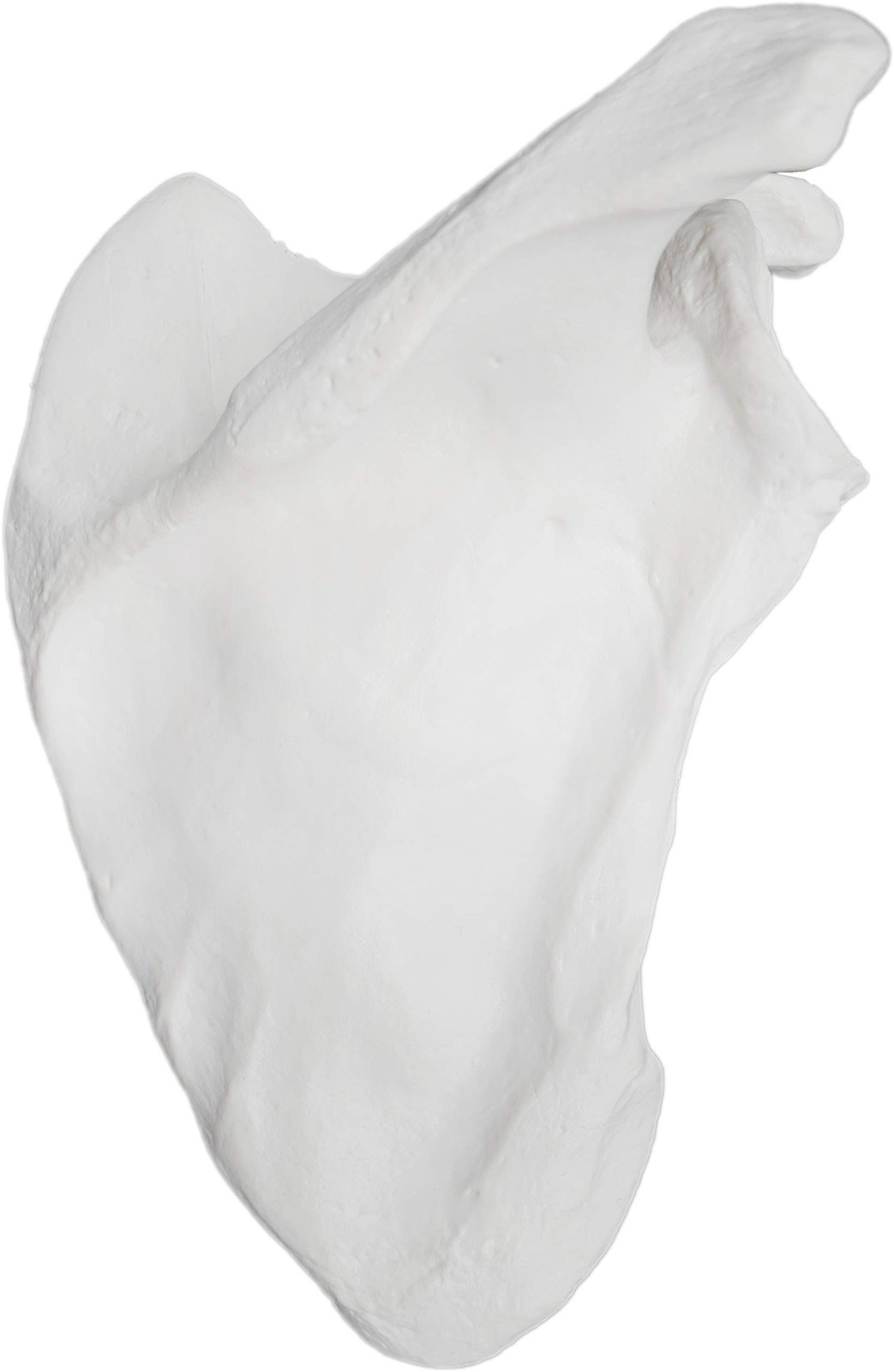 Anatomically Accurate Right Scapula Bone Model - Human Skeleton Replica, Educati