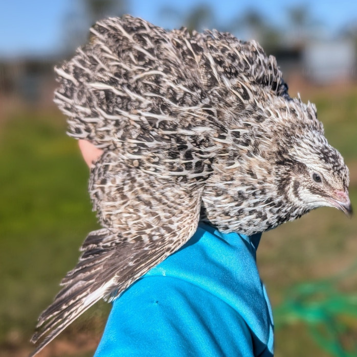 300 ++ Rainbow Coturnix Quail Hatching Eggs NPIP