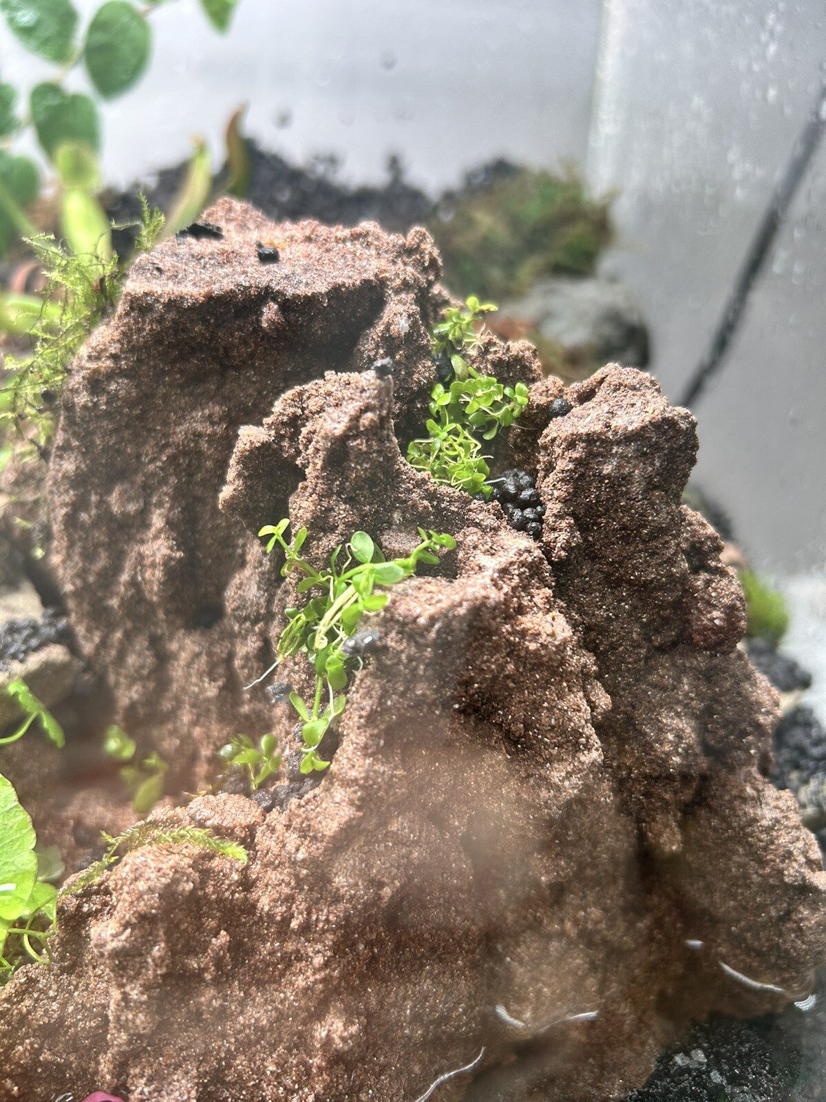 2 Bunches Monte Carlo Micranthemum carpet Low Tech aquarium (+Mystery Plant)
