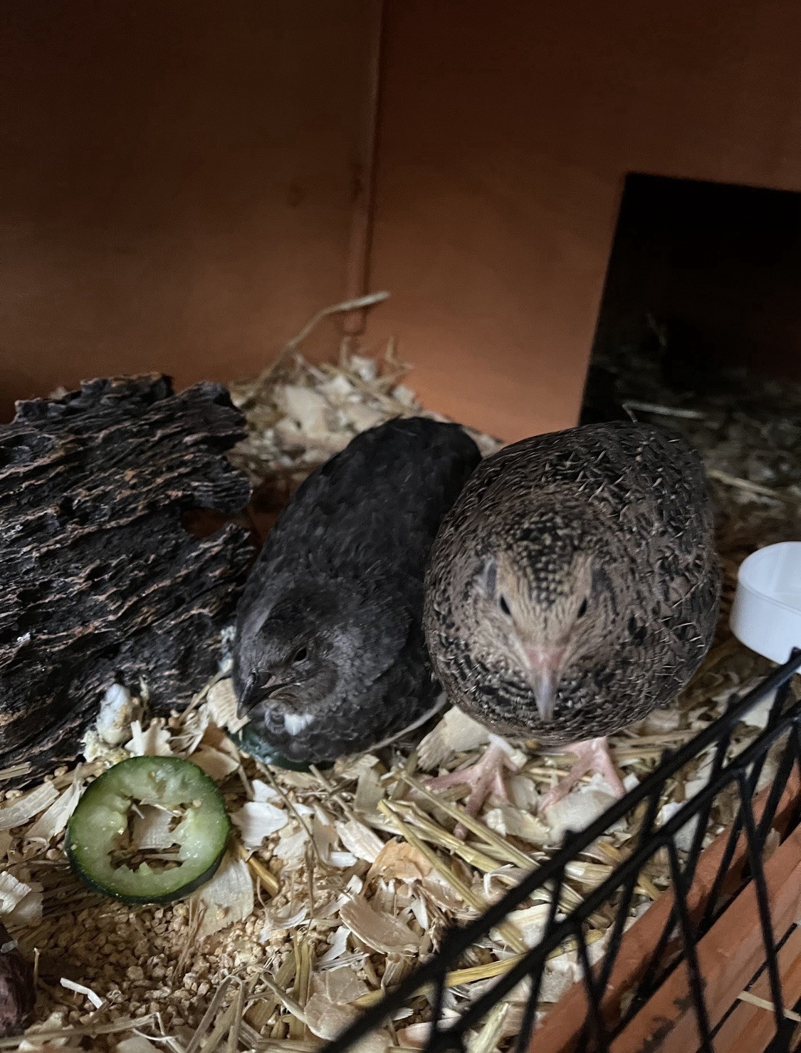 Coturnix Quail Hatching Eggs – Assorted Colors and Patterns
