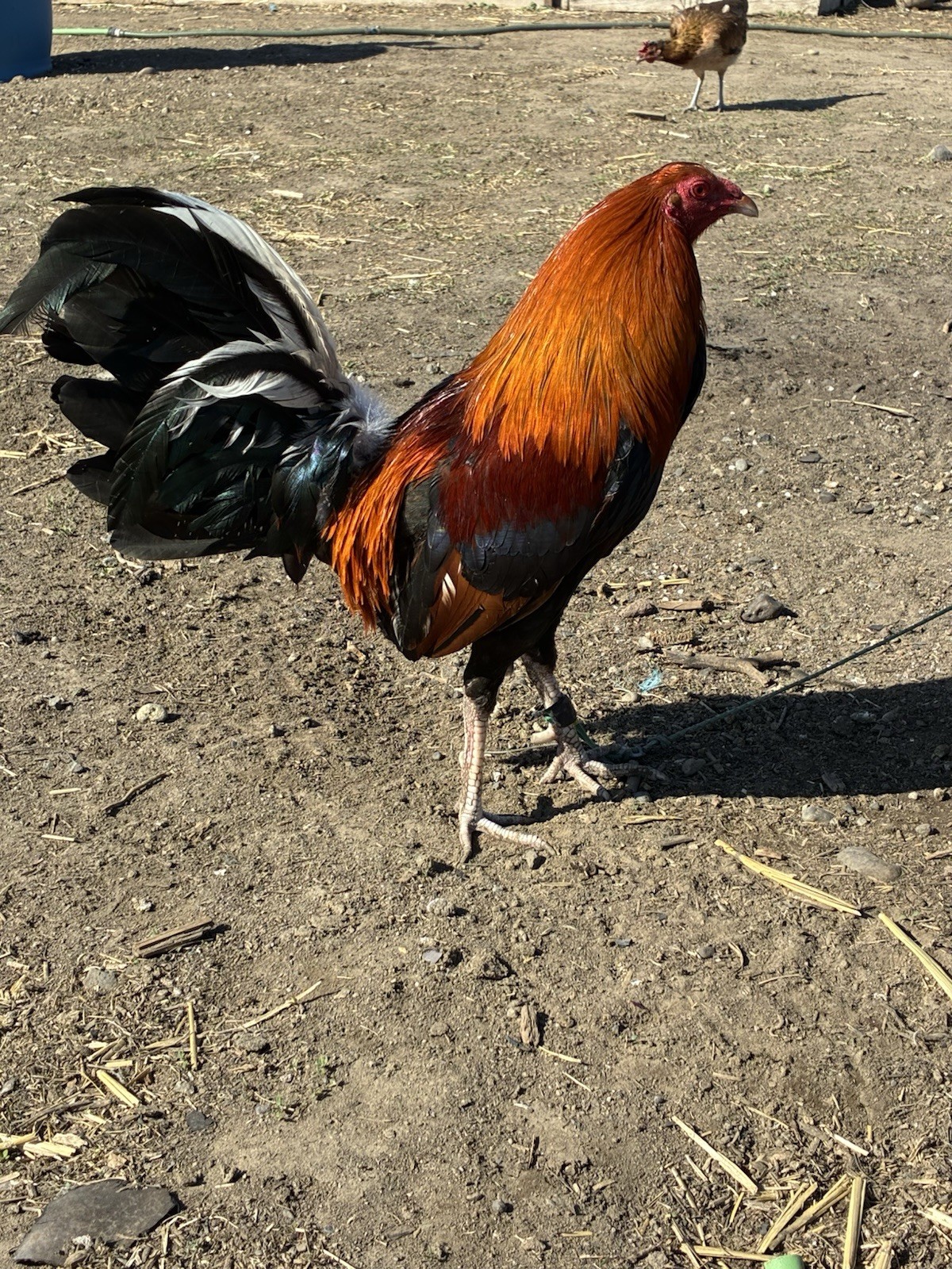 6+ Chicken Hatching Eggs