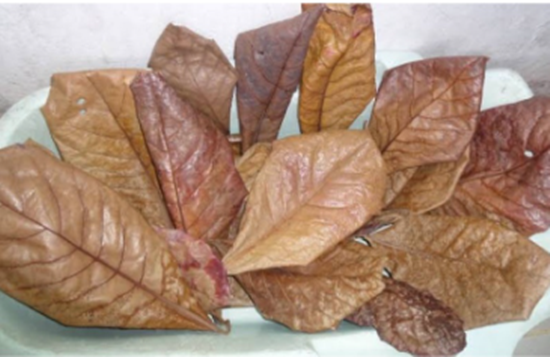 VITAMIN Pet Fish Betta SUMA Tannin Malabar leaf extract prevent bacteria 12 ml.
