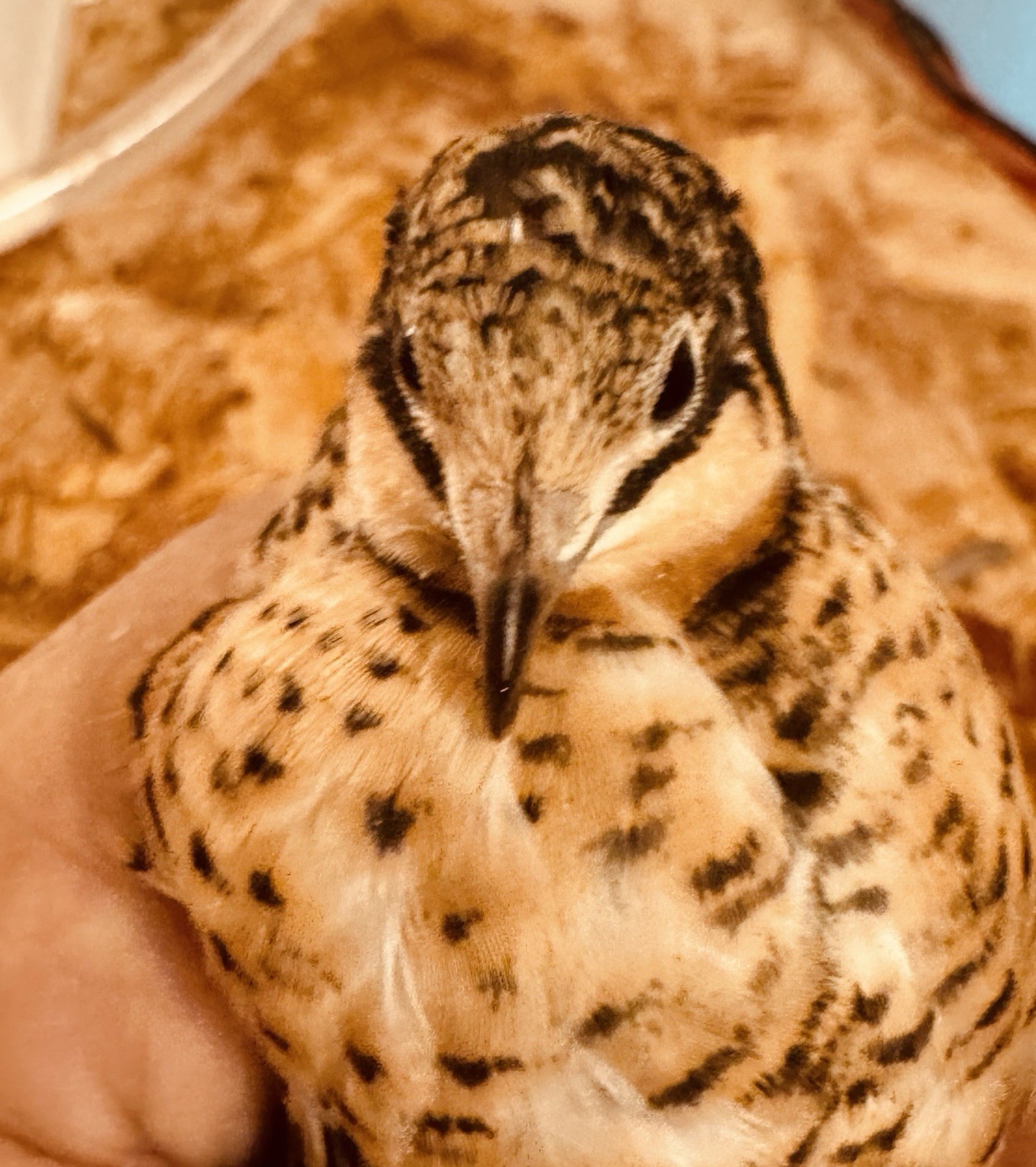 20 Button Quail Hatching Eggs Multiple Colors