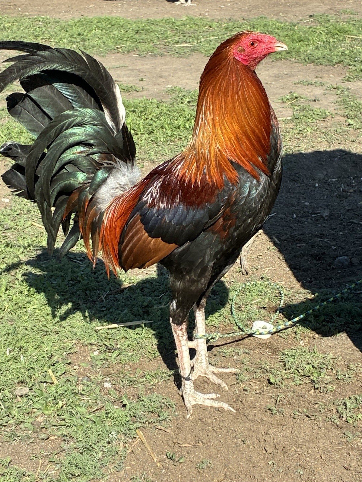 6+ Chicken Hatching Eggs