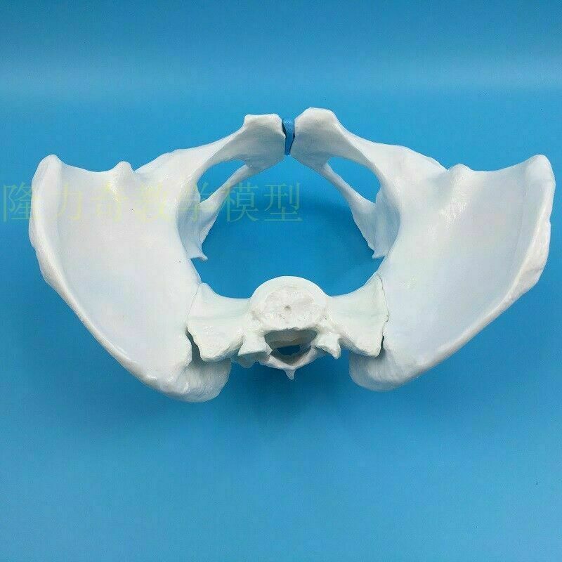Life Size Female Pelvic Skeleton Model Anatomical Anatomy Medical Study Human